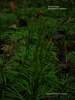 Southern Ground Cedar