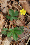 Dwarf Cinquefoil 