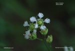 Starry Campion, Widow's Frill